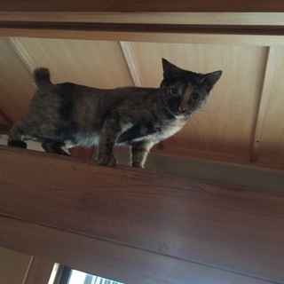 成猫小柄なサビ猫