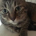 大きなキジ猫男の子
