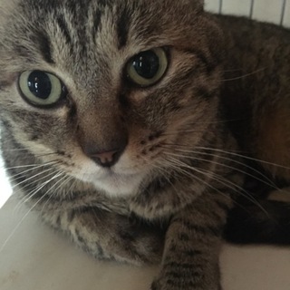 大きなキジ猫男の子