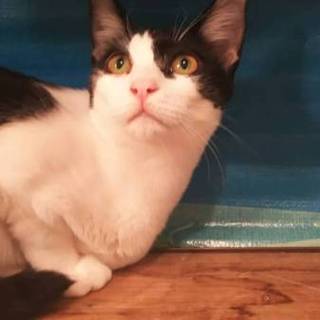 おにぎりみたいな仔猫の里親募集