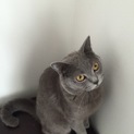 甘えん坊で活発なブリティッシュショートヘアのオス猫