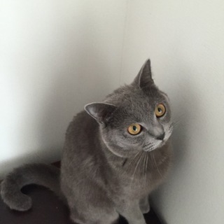 甘えん坊で活発なブリティッシュショートヘアのオス猫