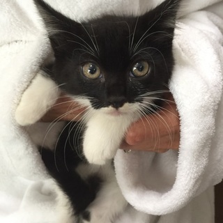 かわいさ抜群！チビチビ4兄妹、ビビリンちゃん♪