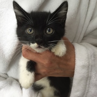 かわいさ抜群！チビチビ4兄妹、ソバカスちゃん♪