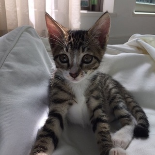 ハート撃ち抜かれます！チビ3兄妹、まるっとチャン♪