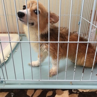 かわいいコーギーの男の子です