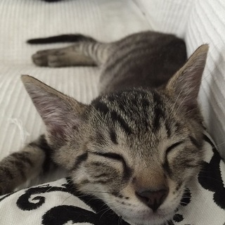 ハート撃ち抜かれます！チビチビ3兄妹、長介くん♪