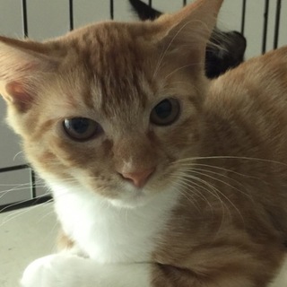 色とりどりの美猫ちゃん三姉妹、スニカちゃん♪