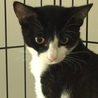 色とりどりの美猫ちゃん三姉妹、シロクちゃん♪