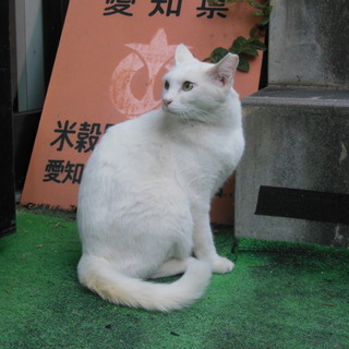 メスのしろねこ、避妊手術済み