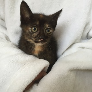 カラフル！ちびちび４姉妹、カリンちゃん♪