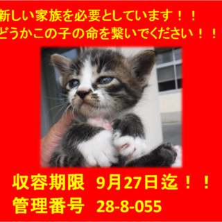 里親決定！！お迎えありがとうございました(^^♪