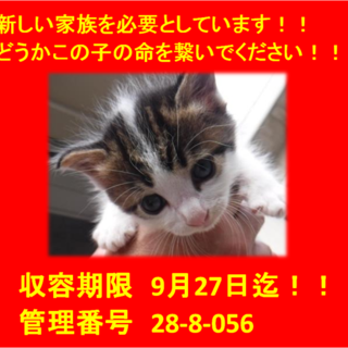 里親決定！！お迎えありがとうございました(^^♪