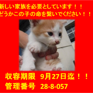 里親決定！！お迎えありがとうございました(^^♪