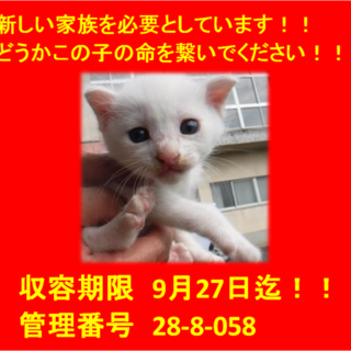 里親決定！！お迎えありがとうございました(^^♪