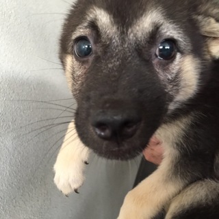 【決定】おとなしく臆病な黒茶MIX♀♪