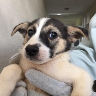 【決定】おとなしい白黒茶MIX♀♪