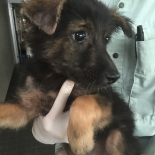 【決定】おとなしいぬいぐるみ系♀♪