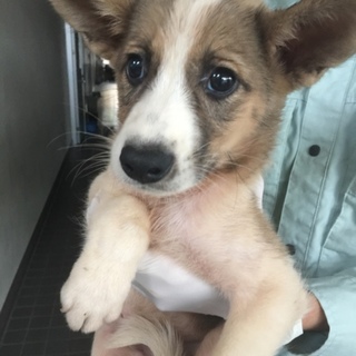 【決定】おとなしく若干臆病な男の子☆