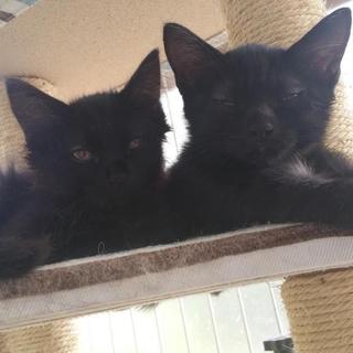 子猫を探している方へ