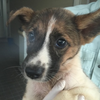 【決定】おとなしく若干臆病な女の子♪