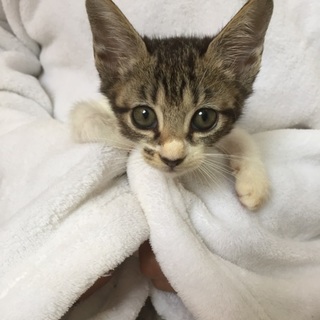 カラフル！ちびちび４姉妹、ユズちゃん♪