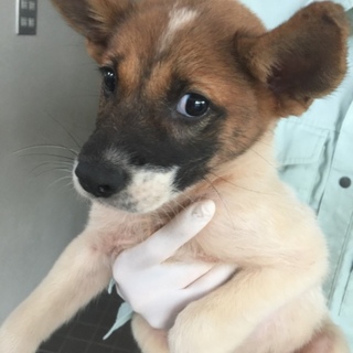 【決定】ヒョウ柄が可愛い臆病な男の子☆