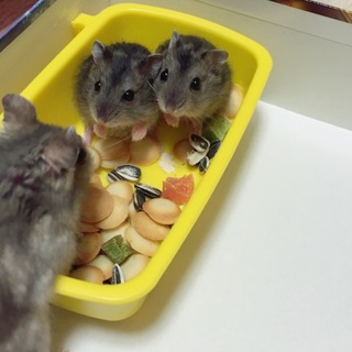 かわいいハムちゃんたち