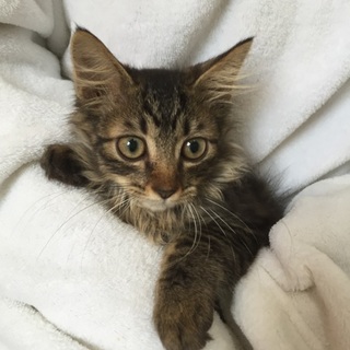 個性が光る！ちびちびオス軍団、モコ君♪