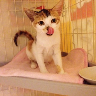 里親さん決定！ありがとうございました。