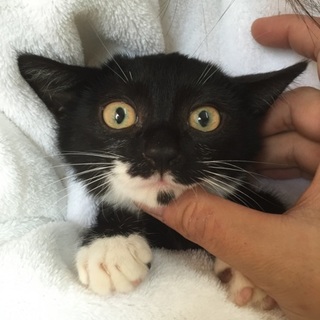 個性が光る！ちびちびオス軍団、テン君♪