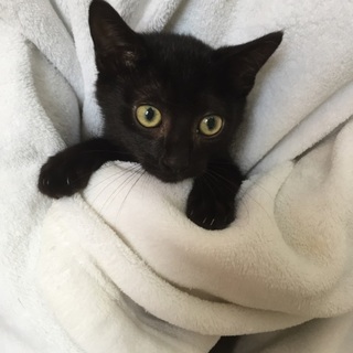 個性が光る！ちびちびオス軍団、フーマ君♪