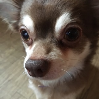 遊び大好き！チョコタンのチワワくん！