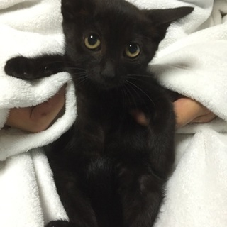 漆黒，純白ちびちび３兄妹、モトコちゃん♪