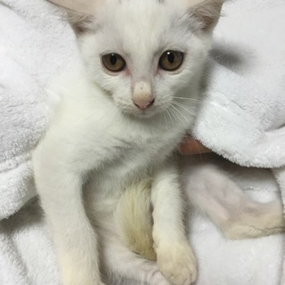 漆黒，純白ちびちび３兄妹、ヒロコちゃん♪