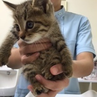 子猫　里親様募集中