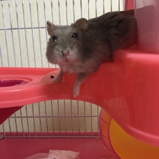 ハムスター