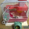 ハムスター サムネイル2