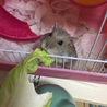 ハムスター サムネイル3