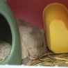ハムスター サムネイル4