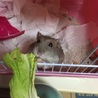 ハムスター サムネイル5