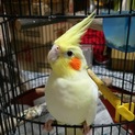 オカメインコ☆ルチノー♀