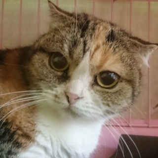 ★再募集★スコF☆あられ☆♀・半折耳・7歳・短毛