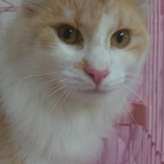 ノルウェージャンF★マッキー②★男の子・3歳