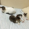 の写真