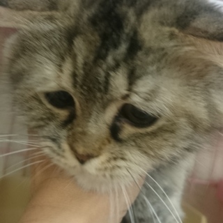 スコF☆困り顔のドレミ☆女の子・半折耳・4歳・長毛