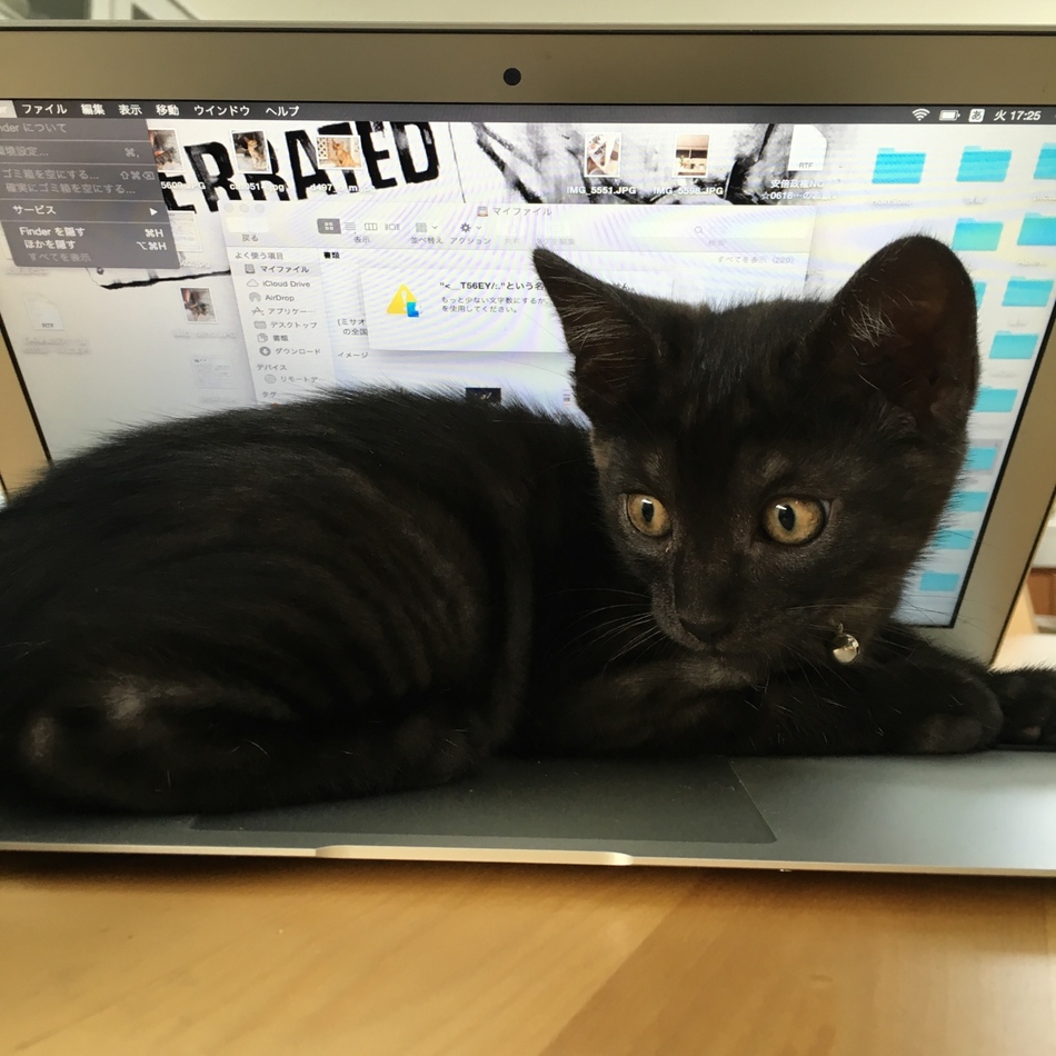 HanSoloのカバー写真