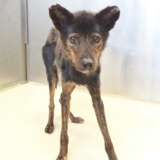 ネイティブ犬の女の子です。