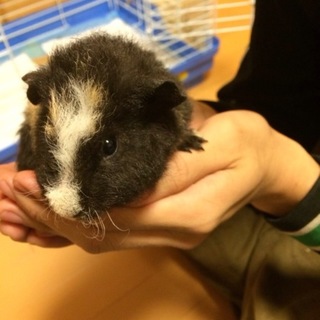 モルモット 里親募集 よろしくお願いします