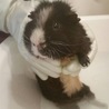 モルモット 里親募集 よろしくお願いします サムネイル3